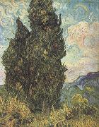 Cypresses (nn04)